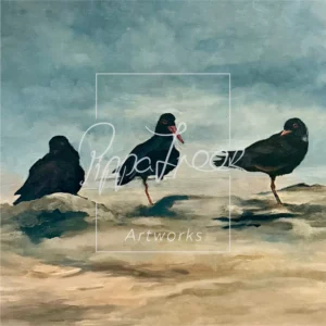 'African Oystercatchers'
