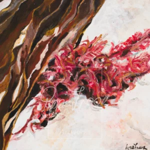 Seaweed of Kommetjie
